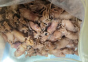 蚁淘鲜大份海兔子500g满籽笔管鱼全籽墨鱼仔海鲜火锅烧烤食材软足类干货 【尝鲜250g】海兔干货 实拍图