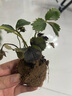 滨淇草莓苗奶油草莓大棚秧苗四季草莓苗当年结果带原土10棵源头直发 实拍图