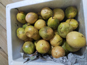 张小壮百香果 黄金果 广西钦蜜9号黄金百香果9号新鲜生鲜白香果水果 精选2.8-3斤单斤约11-13个 实拍图