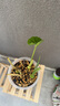 日本植金石兰花石兰花专用植料多肉铺面萨摩石颗粒石营养土1L装 6-12mm中粒分包装 实拍图