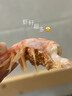 海皇湾格陵兰头籽北极甜虾北极熊腹籽刺身特大号冰虾元宝虾籽虾 90-120 4斤(净重)  【金标黄腹籽】 实拍图