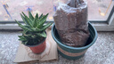 美外 矮加仑花盆泥土带土加仑盆盆土 16CM口径矮加仑盆+种球土 实拍图