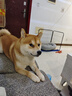 耐吉斯鲜肉Pro夹心狗粮冻干成犬幼犬益生菌鸭肉梨泪痕管理 鲜肉升级6kg（1.5kg*4包） 实拍图