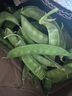荷兰豆新鲜蔬菜青豌豆甜脆豌豆苗四季豆扁豆当季时令新鲜蔬菜 新鲜荷兰豆带箱3斤【农家自种】 实拍图