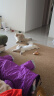 皇家猫粮 猫罐头猫零食猫湿粮宠物进口成猫主食软包罐头 通用粮 成猫啫喱肉冻85g试用非卖品 实拍图