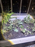 草莓苗四季奶油草莓苗种植盆栽阳台庭院地栽当年结果南方北方种植 混合品种草莓 福利推荐：裸根【10棵苗】 实拍图