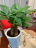 ⭐【包活】发财树盆栽鲜花绿植物办公室内吸甲醛绿萝文竹水培易养 三杆发财树+高档蓝色吸水盆 实拍图