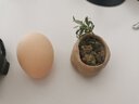 八芽海岛罗汉松指尖微型盆栽桌面小绿植迷你拇指好养植物源头直发包邮 凌云罗汉松 陶瓷盆-带盆栽好 实拍图