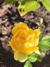 清韵伊人 月季花树苗爬藤当年开花月季花苗特大花盆栽地载庭院蔷薇 粉色龙沙宝石【爬藤】 实拍图
