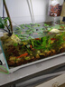 爬将军新款鱼缸生态超白玻璃缸家用客厅办公室桌面养金鱼斗鱼水族箱造景 43CM缸【单杠】+养鱼大礼包 实拍图