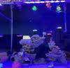 威力顿国象珊瑚专用胶海缸水族造景SPS粘珊瑚基座底座纽扣活石LPS鱼缸水草莫斯强力啫喱胶水可水下操作 国象珊瑚胶20g*3支(送指套) 实拍图