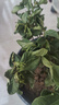 莹影栀子花盆栽带花苞大花浓香四季开花苗庭院花卉盆栽花绿植花卉盆栽 大叶栀子花 3年苗盆栽 实拍图