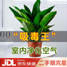 双盟金钻绿公主办公室绿植盆栽吸毒王吸甲醛大号3棵原盆1盆装源头直发 实拍图