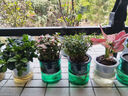 绿有意绿植盆栽多肉花卉盆栽植物室内桌面水培绿植办公室客厅植物懒人 开花3盆】金枝+栀子花+满天星 实拍图