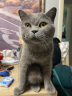 卫仕 NOURSE 护肤美毛量贩装 猫卵磷脂180g*2爆毛猫咪营养品 实拍图