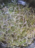 九千谷育苗盆芽苗菜盘种植发芽盆发豆芽神器黄绿豆芽无土栽培水培盘3901 实拍图