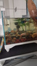 爬将军新款鱼缸生态超白玻璃缸家用客厅办公室桌面养金鱼斗鱼水族箱造景 43CM缸【单杠】+养鱼大礼包 实拍图