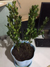 上客来小叶黄杨皱皮瓜子黄杨树苗盆景苗大叶黄杨庭院绿化苗四季常青树苗 黄杨 20厘米高度10棵 实拍图