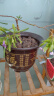 大海边  花盆加厚塑料花盆树脂大号盆绿植绿萝花盆新款特大号福盆山水 【红山水+托盘】直径20cm高15cm 实拍图