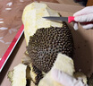 南业果（NANYEGUO）海南三亚菠萝蜜现摘现发新鲜当季水果当季黄肉干苞菠萝蜜一整个 15-20斤（果肉饱满） 实拍图