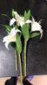 爱已装糖多头百合假花花束保湿手感仿真花塑料花室内摆件花瓶插花 3支白色 实拍图