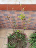 花翁嘉宝果树苗正宗树葡萄苗盆栽庭院绿植源头直发沙巴3年苗高40-50cm 实拍图