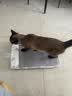多可特狗窝凉席夏季狗窝猫垫子猫窝狗垫子藤编猫咪窝地垫宠物床宠物冰垫 凉席款,53*34CM 实拍图