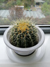 金虎狂刺仙人球盆栽植物绿植金虎超盆栽大盆栽办公室仙人掌 直径10厘米左右 含盆塑料 实拍图