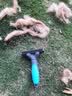 亚禾狗狗梳子短毛专用换毛期法斗柴犬柯基去浮毛刷打薄梳子清洁用品 蓝色中号【中小型犬】 实拍图