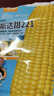 寿禾 超甜水果玉米种子大全紫糯黑甜糯可生食粘甜种孑冬春季寿光蔬菜 大棒黄甜斯达甜玉米种子100g 实拍图