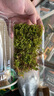 青苔藓鲜活苔藓微景观植物盆景盆栽水陆缸假山草造景材料白发藓短绒青苔- 大灰藓(15*8)cm 5盒 实拍图