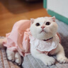 阿莫尔猫咪裙子夏季薄款猫咪衣服可爱粉色南瓜裙布偶蓝猫宠物狗狗公主裙 粉色 XL 建议10-14斤  35cm 实拍图