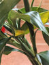 富贵竹水培植物盆栽绿植花卉室内花客厅招财水养转运竹节节高 富贵竹50-60厘米8颗（促销款） 不带花瓶 实拍图