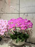 Only you【两小时达】蝴蝶兰带花苞花剑花盆真花兰花盆栽开业乔迁佛堂供花 20株橘色（瓷盆随机） 实拍图