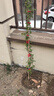 花友藤本月季花苗月季花树苗盆栽特大花苗庭院爬藤植物阳台蔷薇爬墙 大游行【爬藤】大苗 1-1.3米高度多分叉 实拍图