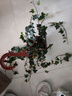 常春藤盆栽室内垂吊植物好养水培绿植净化空气除甲醛四季常青长青 1盆青叶常春藤(长 50 厘米左右)配半圆壁盆 实拍图