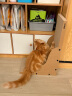 pidan猫抓板 直角款 瓦楞纸猫窝耐磨猫玩具 实拍图
