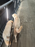 伯纳天纯经典中/大型犬成犬粮250g 实拍图