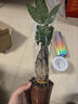 发财树盆栽大植物室内办公室桌面客厅小盆景招财树苗绿植花卉盆栽 单杆发财树 3-5cm【透明吸水盆】 【送肥料】 实拍图