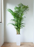 Only you【两小时达】发财树大型盆栽绿植花卉室内客厅办公室开业乔迁送礼 虎尾兰 实拍图