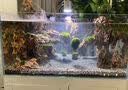 威力顿国象珊瑚专用胶海缸水族造景SPS粘珊瑚基座底座纽扣活石LPS鱼缸水草莫斯强力啫喱胶水可水下操作 国象珊瑚胶20g*3支(送指套) 实拍图