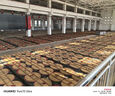 金存章丘炒锅铁锅炒菜锅圆底家用无涂层老式 锤印款铁把32cm已开锅 实拍图