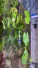 疯狂水草浮萍鱼缸造景水草植物直接入缸水培植物圆心萍一叶莲源头直发包邮 实拍图