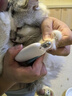 憨憨乐园可调节猫指甲剪剪刀宠物猫咪狗狗剪指甲钳子神器指甲刀兔子用品 实拍图