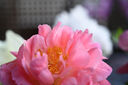 腾龙（Tamron）官方旗舰店A063 28-75mm F2.8 G2腾龙二代28-75 E口全画幅微单变焦镜头大光圈影像 尼康Z卡口 套餐一【腾龙UV礼包+偏振镜+闪迪64G SD卡】 实拍图