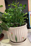 花伴水观音竹富贵竹水培绿植树脂盆盆栽植物 观音竹+树脂花盆（2盆） 实拍图