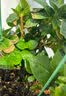 美乐棵植物营养液磷酸二氢钾花肥兰花月季水培花卉绿植发财树营养液肥料 绣球型500ml 实拍图