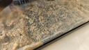萌嘟星宠 鱼缸底砂水族箱底沙子细沙黄花色龟缸多肉装饰0.5-1mm 太行黄沙 实拍图