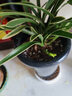 艾莹有香味的兰花苗 建兰金尊红颜 四季兰带金边室内阳台花卉盆栽绿植 金尊红颜5苗配黑硬塑盆土肥 实拍图