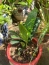 带盆带土6年大苗绿植盆栽室内精品花卉君子兰花苗花卉室内花卉鲜花花卉室内盆景盆栽绿植君子兰苗素颜 紫贵妃君子兰8-10片带盆带土 实拍图